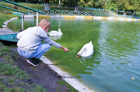 Russia Saratov September 30, 2022: a park with a lake a boy feeds a swan blurred into focusの写真素材