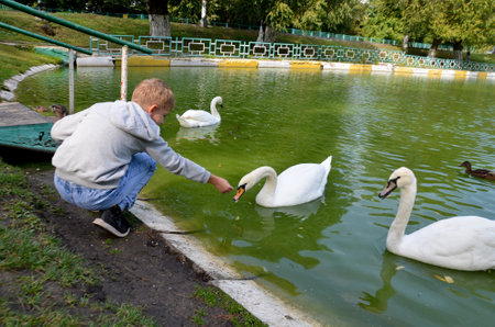 Russia Saratov September 30, 2022: a park with a lake a boy feeds a swan blurred into focusの写真素材