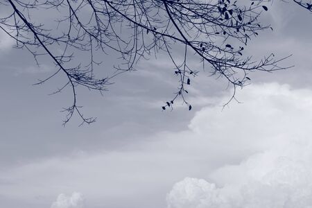 sky and Branch