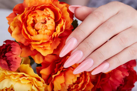 Hand with long artificial manicured nails colored with pink nail polish and orange Aster flowers. Fashion and stylish manicure.の写真素材