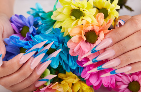 Hands with long artificial french manicured nails and colorful chrysanthemums flowersの写真素材