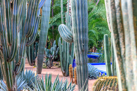 Plants in nature, in the natural environment. Cactus in the garden, park, under the open sky. Moroccoの写真素材