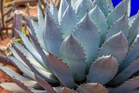 Plants in nature, in the natural environment. Cactus in the garden, park, under the open sky. Moroccoの写真素材