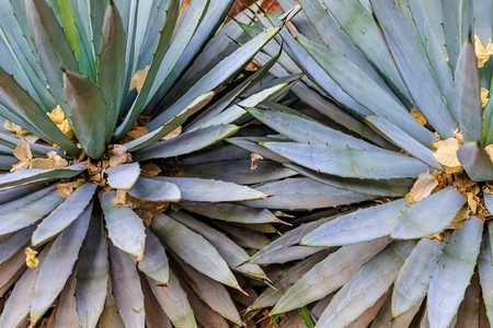 Plants in nature, in the natural environment. Cactus in the garden, park, under the open sky. Moroccoの写真素材