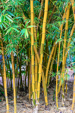 Green bamboo forest in a park in a natural environment in Maracesの写真素材