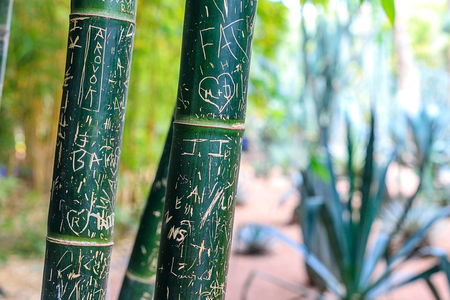 Green bamboo forest in a park in a natural environment in Maracesの写真素材