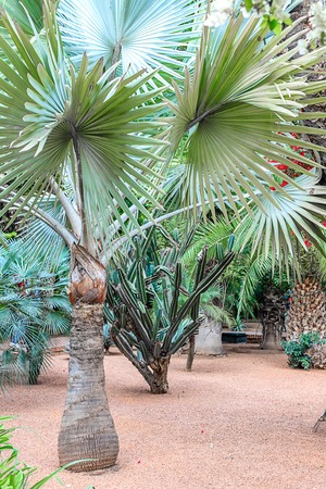 Cacti and palm trees in a natural environment in a park in Marakesh. Morocco.の写真素材