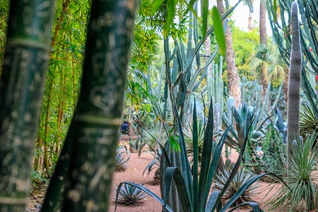Cacti and palm trees in a natural environment in a park in Marakesh. Morocco.の写真素材