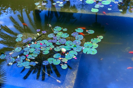 White and pink lotuses in the pond in a quiet and peaceful park. Moroccoの写真素材