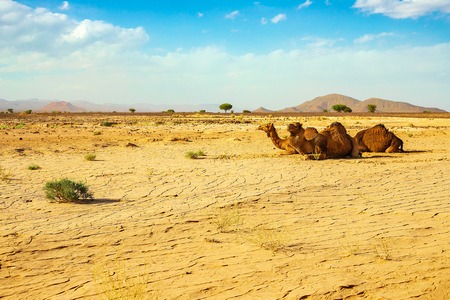 A cute, wild, single-humped camel lies on the ground in the Moroccan desert. Moroccoの写真素材