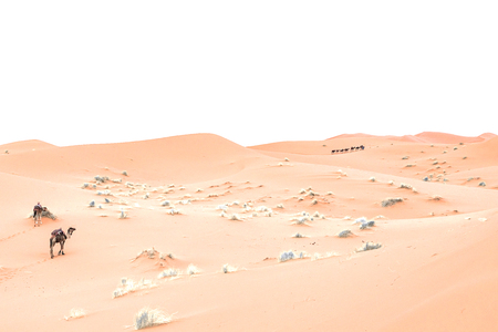 Camels are on the sand dunes at dawn in the Sahara desert. Moroccoの写真素材
