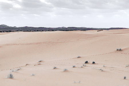 Camels are on the sand dunes at dawn in the Sahara desert. Moroccoの写真素材