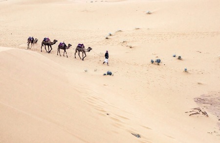 Caravan going through the sand dunes in the Sahara Desert, Moroccoの写真素材