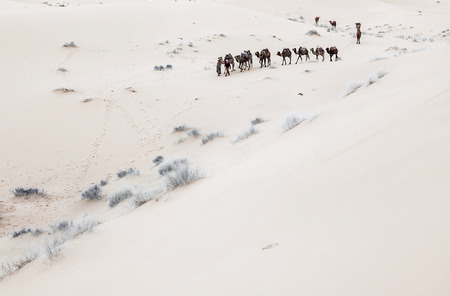Caravan going through the sand dunes in the Sahara Desert, Moroccoの写真素材