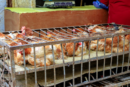 Alive poultry offered for sale on a bird bazaar in Marrakesh, Morocco