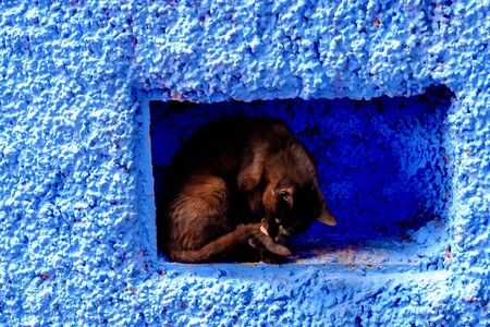 Cat on the street Chefchaouen, Morocco, Africa. Chefchaouen, a city with blue painted houses.の写真素材