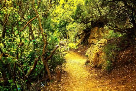 Sunset over a mountain landscape in Morocco. In the picture - a path in a dense forest in the mountains, the path leading up.の写真素材