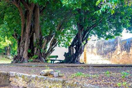 Tropical garden in Sala Colonia and Islamic complex Chellah, mosque and minaret. Chellah is the necropolis of Rabat. Morocco.の写真素材