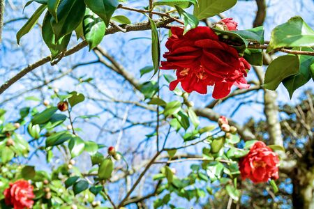 Blooming park on a sunny day with blossoming tulips and camellia, Lisbon, Portugalの写真素材