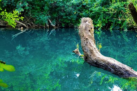 Beautiful landscape. A tree lying on the surface of the water in which the environment is reflected.の写真素材
