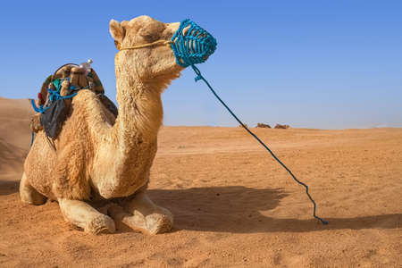 Dromedary Camel sits on the sand in the Sahara Desert, resting.の写真素材