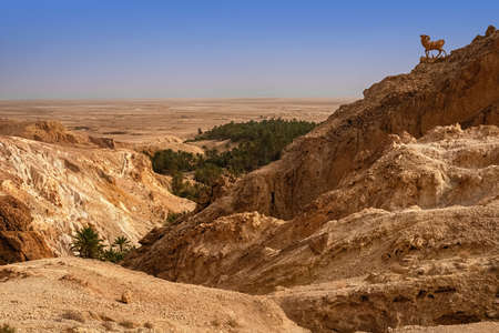 View of the mountain oasis of Shebika, in the middle of the Sahara Desert, Tunisiaの写真素材