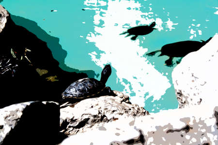 Illustration. Sea turtles rest on a rock by the water in a pond in the National Botanical Garden of Athens.の写真素材