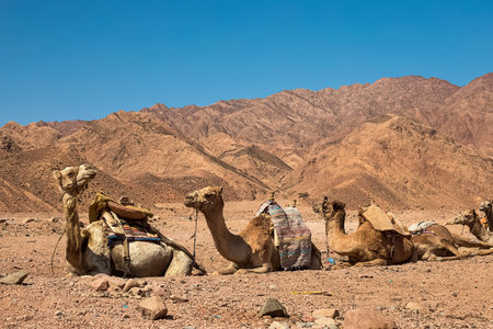 A caravan of camels rests in the desert against the backdrop of high mountains. Egyptの写真素材