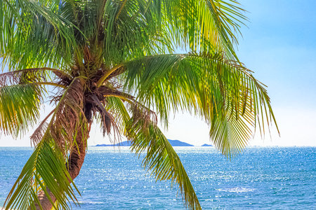 View of the coastline of the South China Sea through palm trees. Sanya China, Park Heavenly Grottoesの写真素材