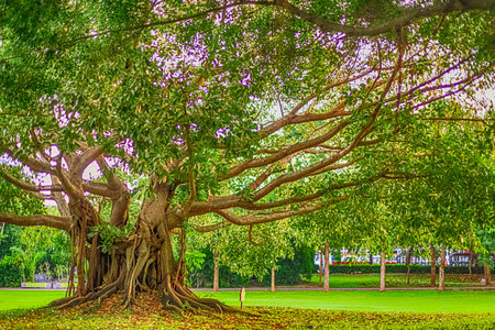 A mighty banyan tree in Nianshan Park, Sanya. Its roots and branches create a natural sculptureの写真素材