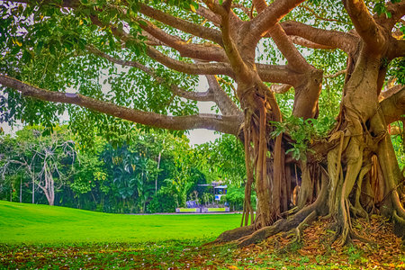A mighty banyan tree in Nianshan Park, Sanya. Its roots and branches create a natural sculptureの写真素材