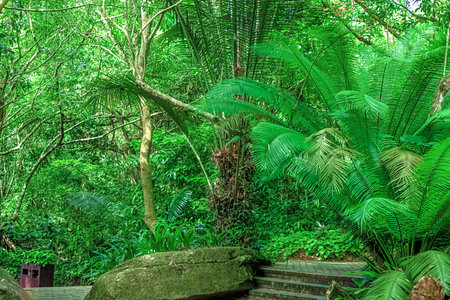 Tropical greenery and rock formations in Yanoda Park in Hainan.