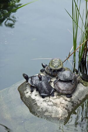 Turtles in the Hong Kong Zoological and Botanical Gardens.の写真素材