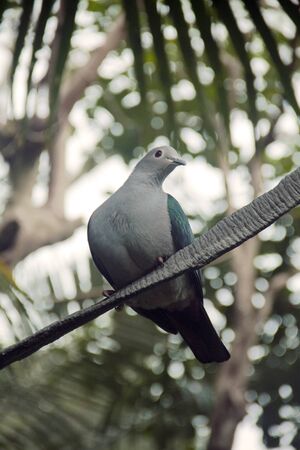 Bird take a rest at tree.の写真素材