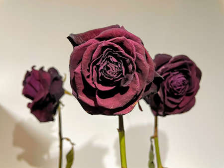 Dried roses on white on white background
