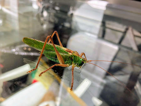 A green grasshopper sits on a glass surface. Close-up.の写真素材