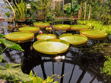 Beautiful tropical garden with a lotus pond. High quality photoの写真素材