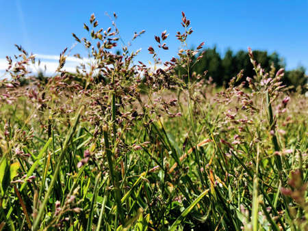 Close view of grass and timothey spikelets under the blue summer sky with the trees silhouette on...