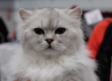 cat, breed of cat in the family.の写真素材