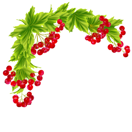 The branch of the viburnum. Red, juicy berry. Beautiful vector illustration. Mesh.のイラスト素材