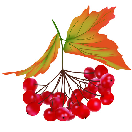 The branch of the viburnum. Red, juicy berry. Beautiful vector illustration. Mesh.のイラスト素材