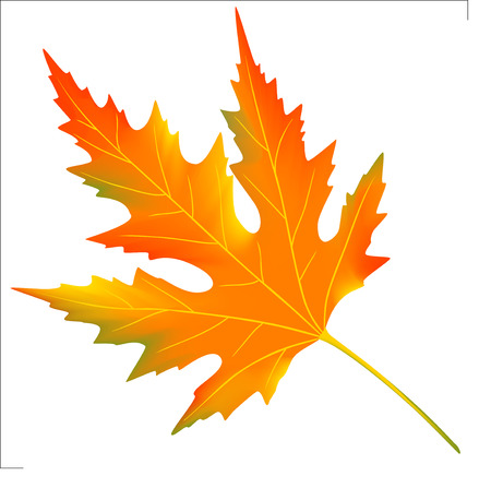 Orange maple leaf. Autumnal vector illustration. Mesh.のイラスト素材