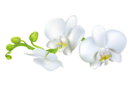 White orchids. Tropical flowers. Exotic plants. Floral background. Card. Frame. Border. Template.のイラスト素材