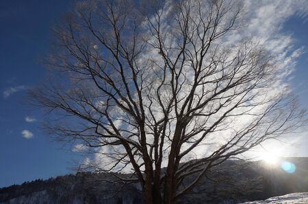 winter tree shining in snow with sun light backgroundの写真素材