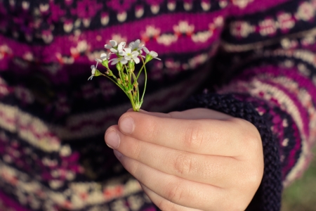 delicate flower in children s handsの写真素材