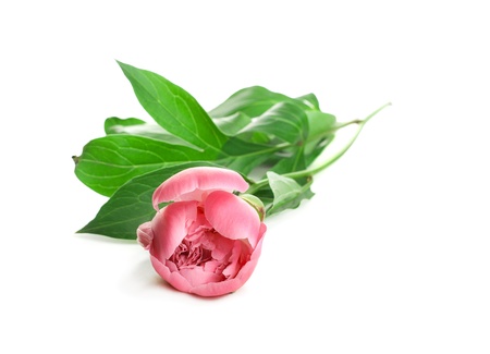 One Pink Peony with leafs on white backgroundの写真素材