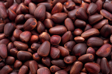 cedar nut close-upの写真素材