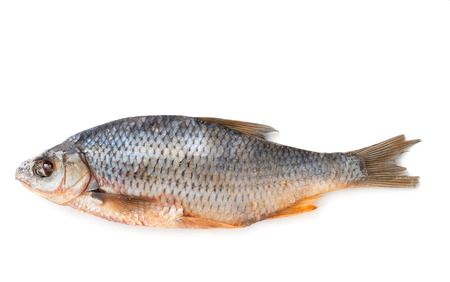 Dry roach isolated on white backgroundの写真素材