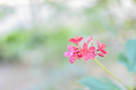 Red wild flowers.の写真素材