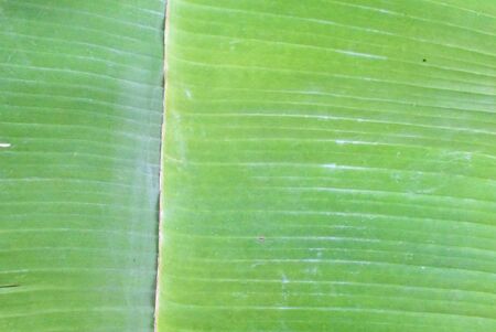 The leaves of the banana tree in the backgroundの写真素材